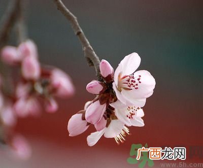 春分时养生要注意什么？春分要预防哪些疾病？