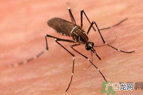 蚊子吸血后会死吗?蚊子吸血是为了什么