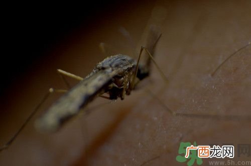蚊子吸血后会死吗?蚊子吸血是为了什么
