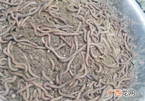 蚯蚓可以吃吗有什么好处 蚯蚓养殖的好处