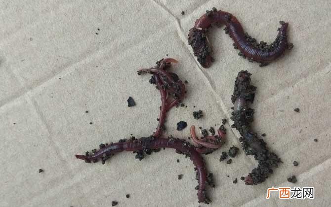 蚯蚓的营养土怎样制作 蚯蚓养殖用什么土