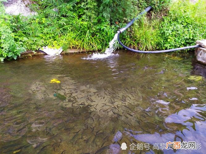 为什么矿泉水不能养鱼 泉水能养殖鱼吗