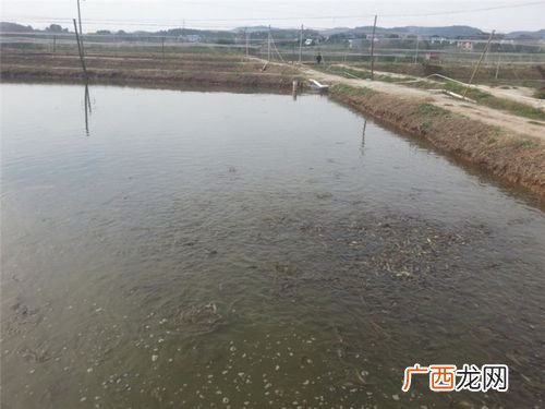 怎么养殖泥鳅 人工养泥鳅怎么养殖