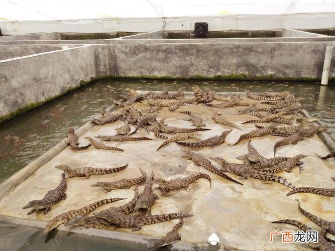 大鲅鱼能人工养殖吗 人工养殖鳄鱼投资大吗