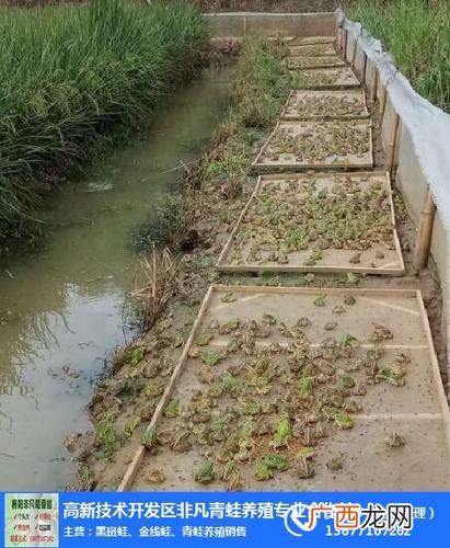 青蛙养殖多久可以出售 人工养殖青蛙犯法吗