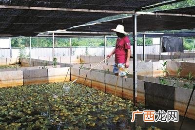 青蛙养殖多久可以出售 人工养殖青蛙犯法吗