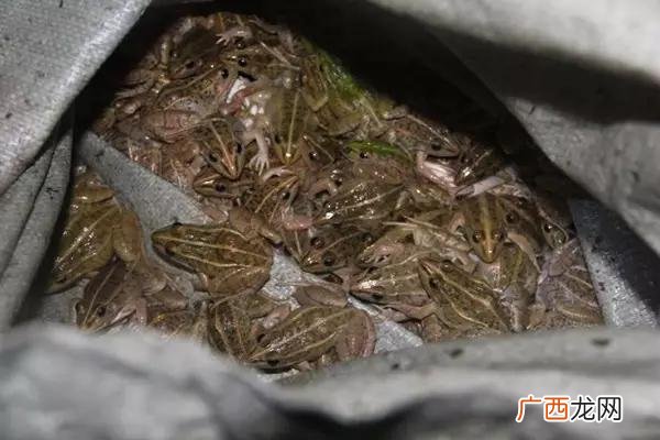 青蛙养殖多久可以出售 人工养殖青蛙犯法吗