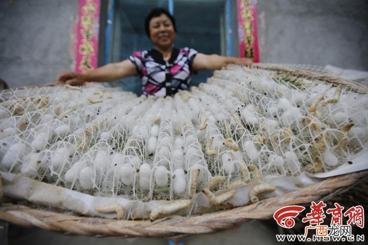 桑蚕养殖基地 桑蚕虫的养殖