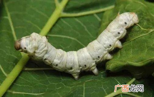 桑蚕养殖基地 桑蚕虫的养殖
