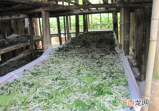 桑蚕养殖基地 桑蚕虫的养殖