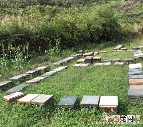 生财有道流水养鱼视频 生财有道土蜂养殖视频