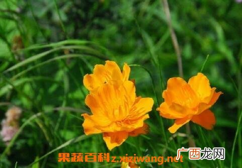 金莲花的常见功效有哪些 金莲花的药用价值