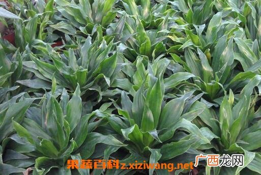 植物太阳神的养殖方法