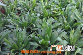 植物太阳神的养殖方法