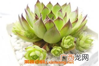 植物观音莲的养殖方法和注意事项
