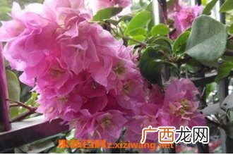 重瓣三角梅如何养殖 重瓣三角梅的养殖方法