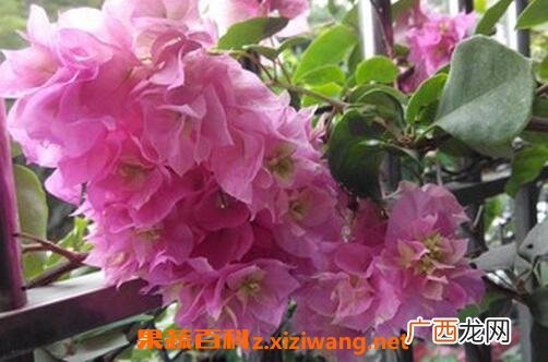 重瓣三角梅如何养殖 重瓣三角梅的养殖方法