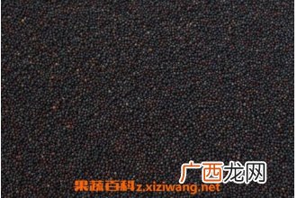油菜花籽的作用与功效