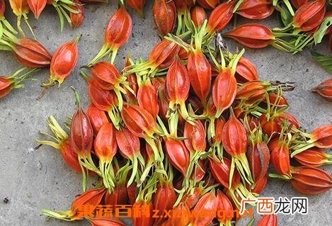 栀子花茶的功效与作用