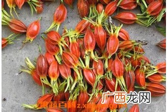 栀子花茶的功效与作用