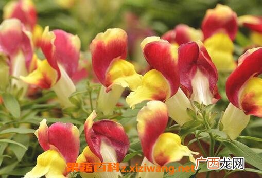 金鱼草的养殖方法与注意事项