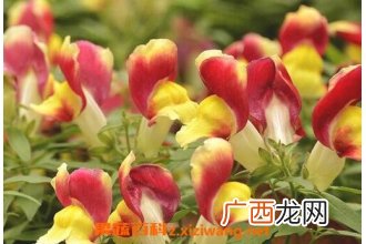 金鱼草的养殖方法与注意事项