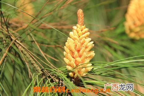 松树开花吗 为什么看不见松树开花