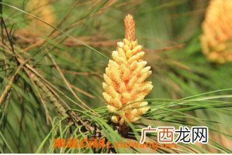 松树开花吗 为什么看不见松树开花
