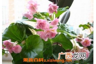 重瓣四季海棠花的养殖方法