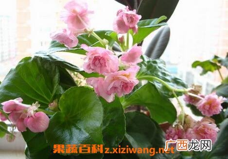 重瓣四季海棠花的养殖方法