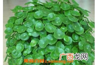铜钱草和金钱草的区别
