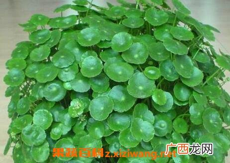 铜钱草和金钱草的区别