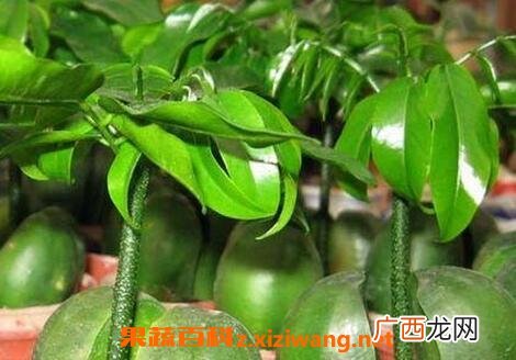元宝竹的养殖方法和注意事项