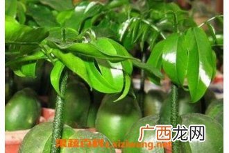 元宝竹的养殖方法和注意事项