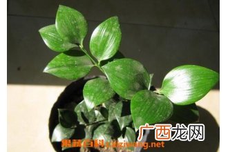 圆叶竹柏的养殖方法