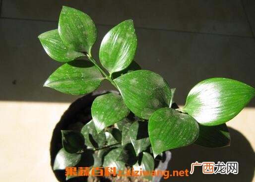 圆叶竹柏的养殖方法