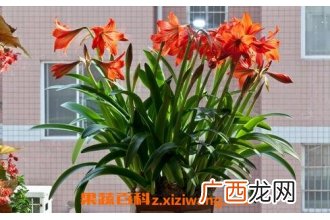 朱顶红的冬眠养殖方法