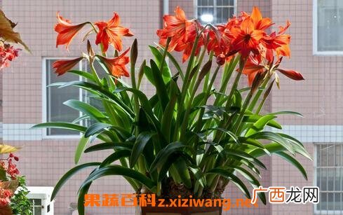 朱顶红的冬眠养殖方法