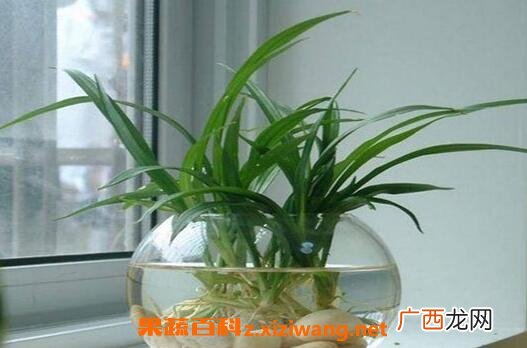 珍珠吊兰水里的养殖方法