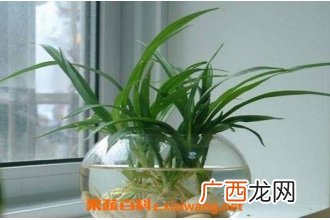 珍珠吊兰水里的养殖方法