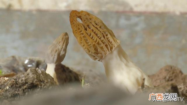小型室内种植致富,南方家庭小型室内养殖项目