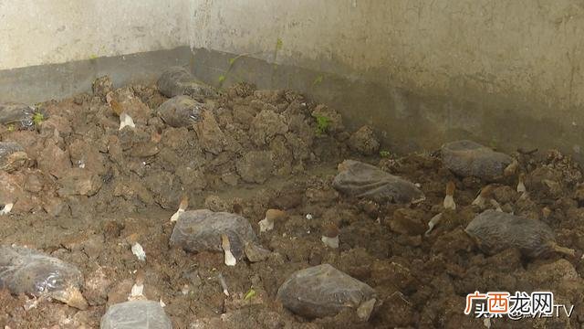 小型室内种植致富,南方家庭小型室内养殖项目
