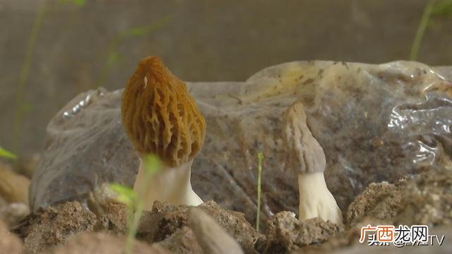 小型室内种植致富,南方家庭小型室内养殖项目