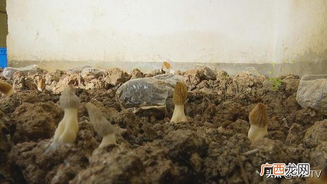 小型室内种植致富,南方家庭小型室内养殖项目