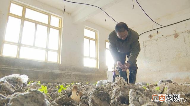 小型室内种植致富,南方家庭小型室内养殖项目