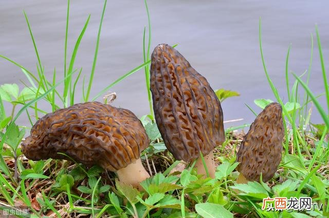 小型室内种植致富,南方家庭小型室内养殖项目