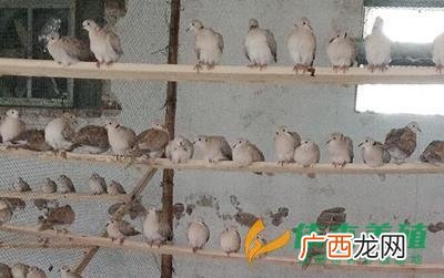 哪里有斑鸠养殖基地 生财有道养殖斑鸠