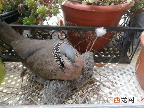 哪里有斑鸠养殖基地 生财有道养殖斑鸠