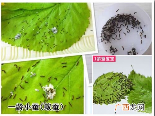 桑蚕养殖技术 省力桑蚕养殖