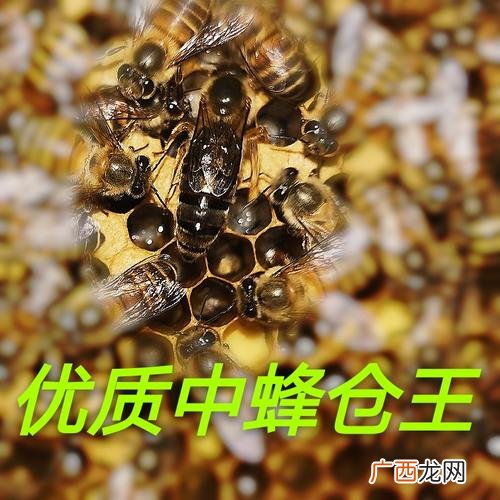 中蜂养殖技术指导视频 双色蜂养殖视频播放